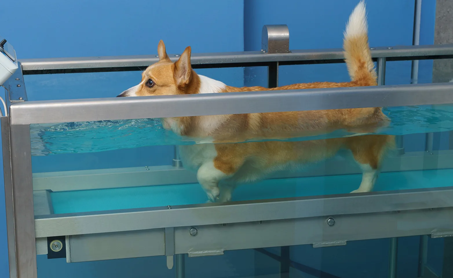 Water Treadmill Therapy Water Treadmill Therapy