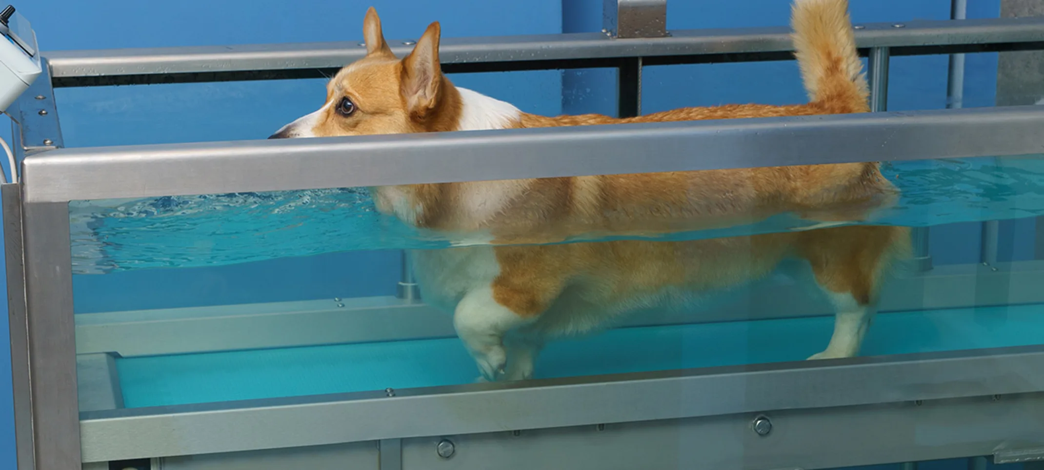 Water Treadmill Therapy Water Treadmill Therapy