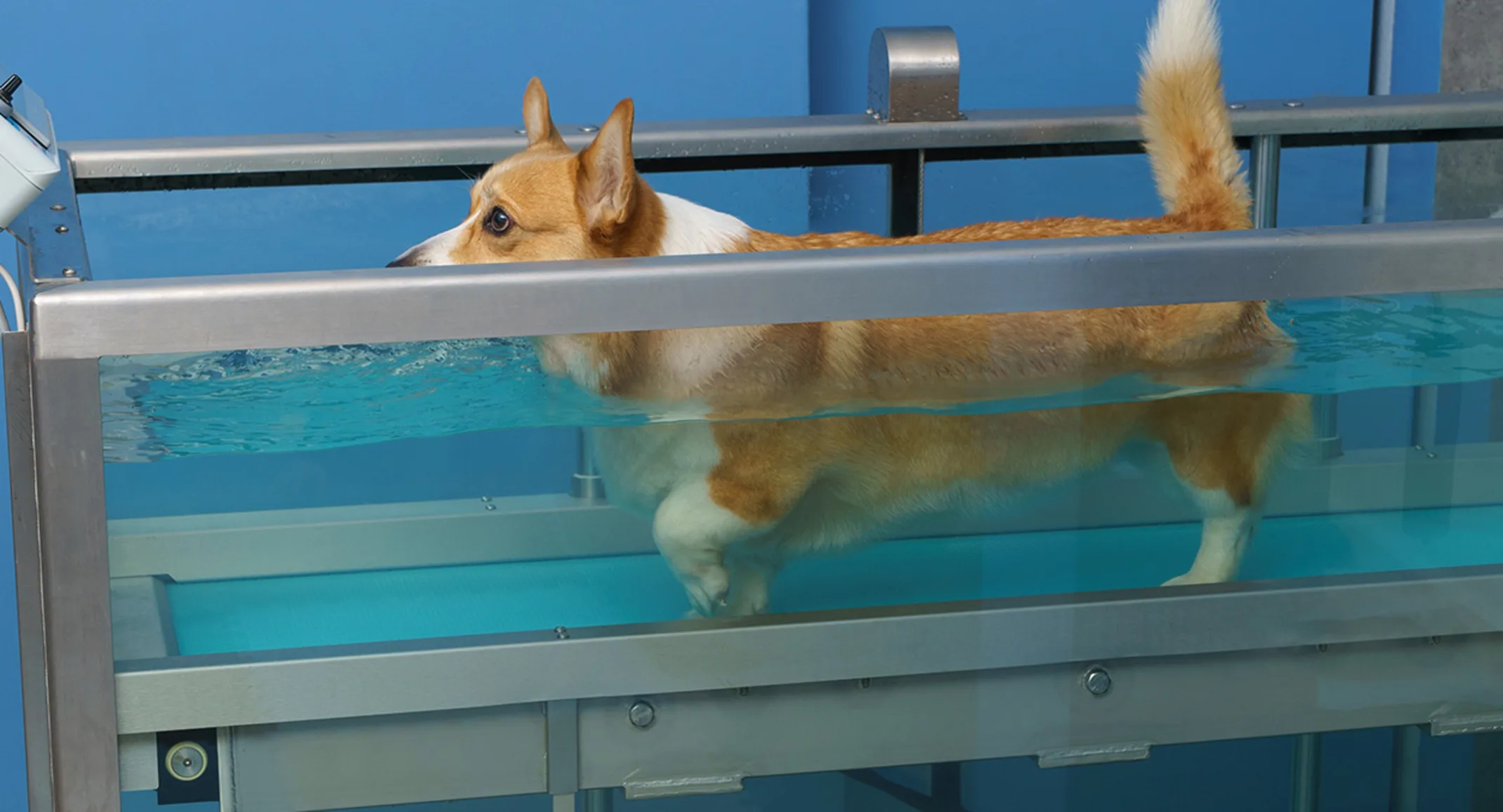 Water Treadmill Therapy Water Treadmill Therapy