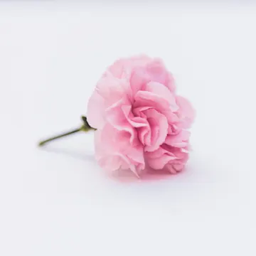 A single pink flower sitting on a light gray table A single pink flower sitting on a light gray table