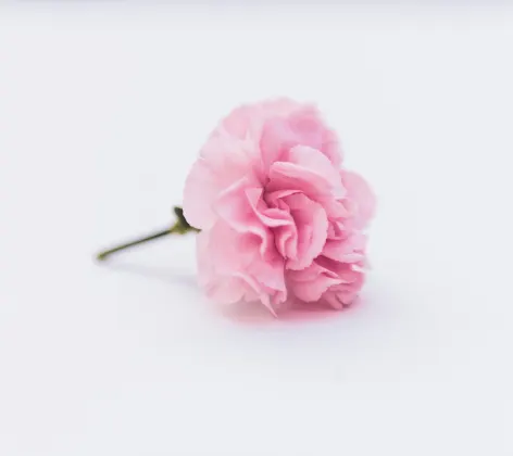 A single pink flower sitting on a light gray table