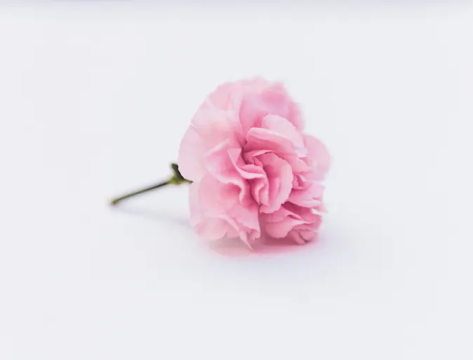 A single pink flower sitting on a light gray table A single pink flower sitting on a light gray table