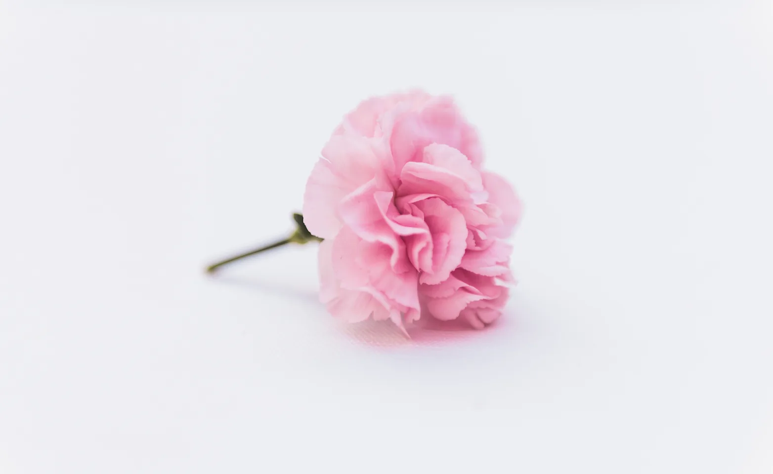 A single pink flower sitting on a light gray table