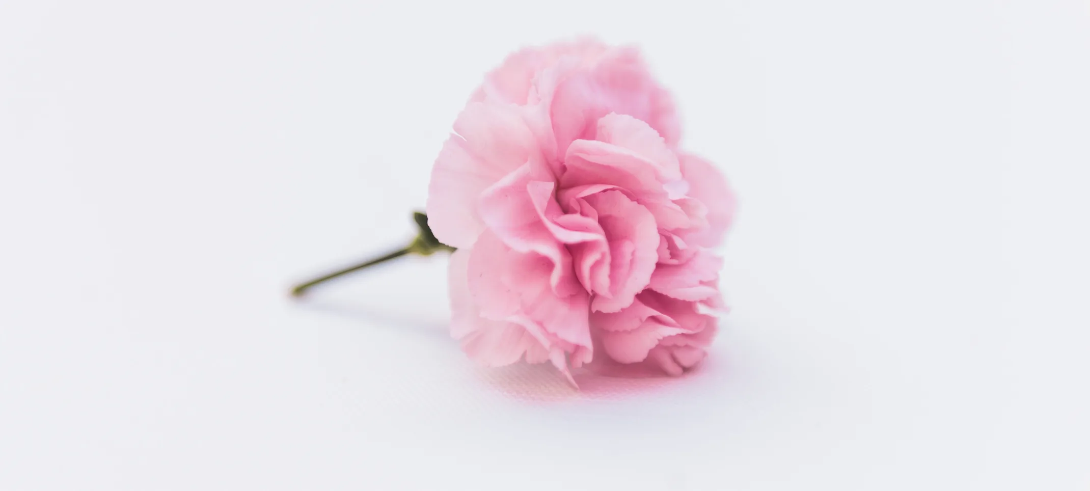 A single pink flower sitting on a light gray table A single pink flower sitting on a light gray table