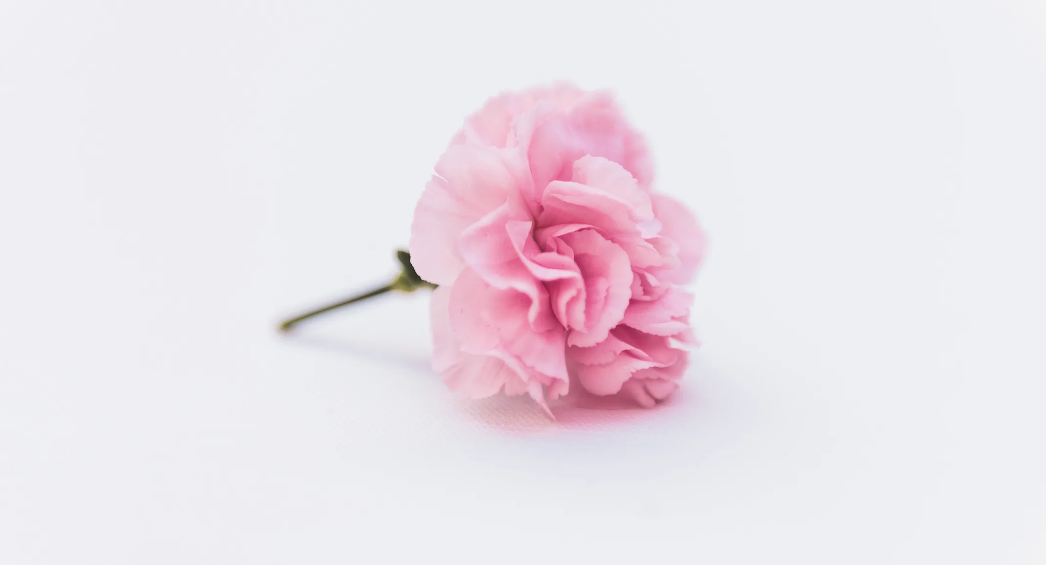 A single pink flower sitting on a light gray table A single pink flower sitting on a light gray table