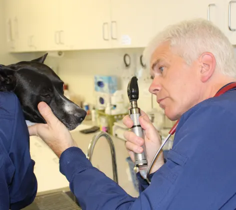 Doctor attending to a dog