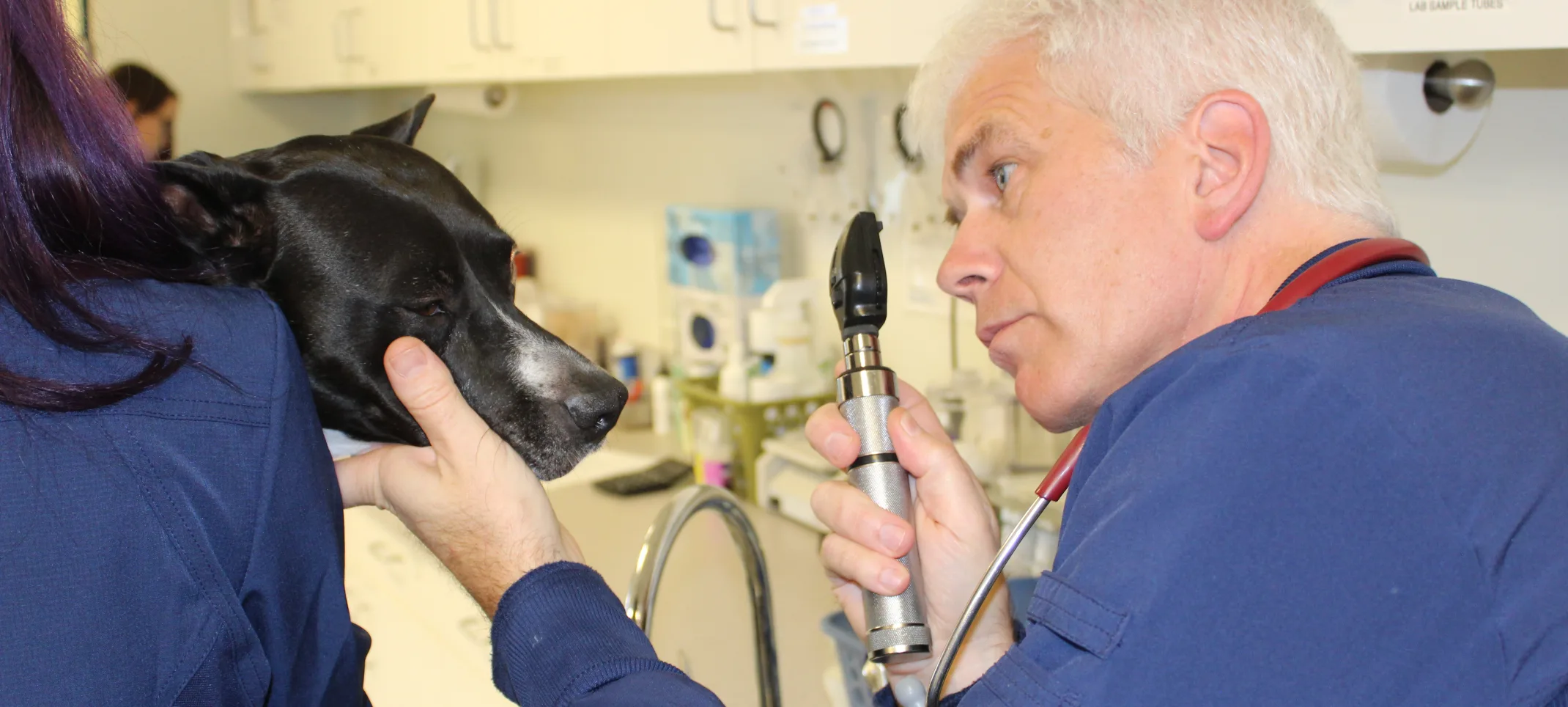 Doctor attending to a dog