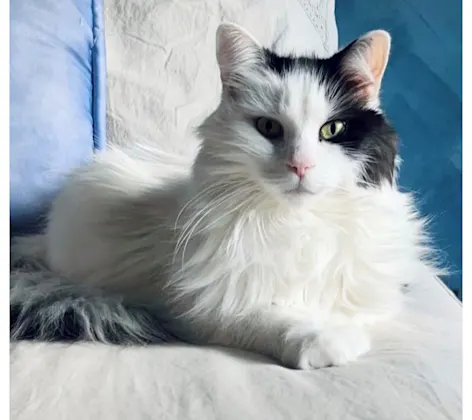Black and white cat with green eyes, Possum Black and white cat with green eyes, Possum