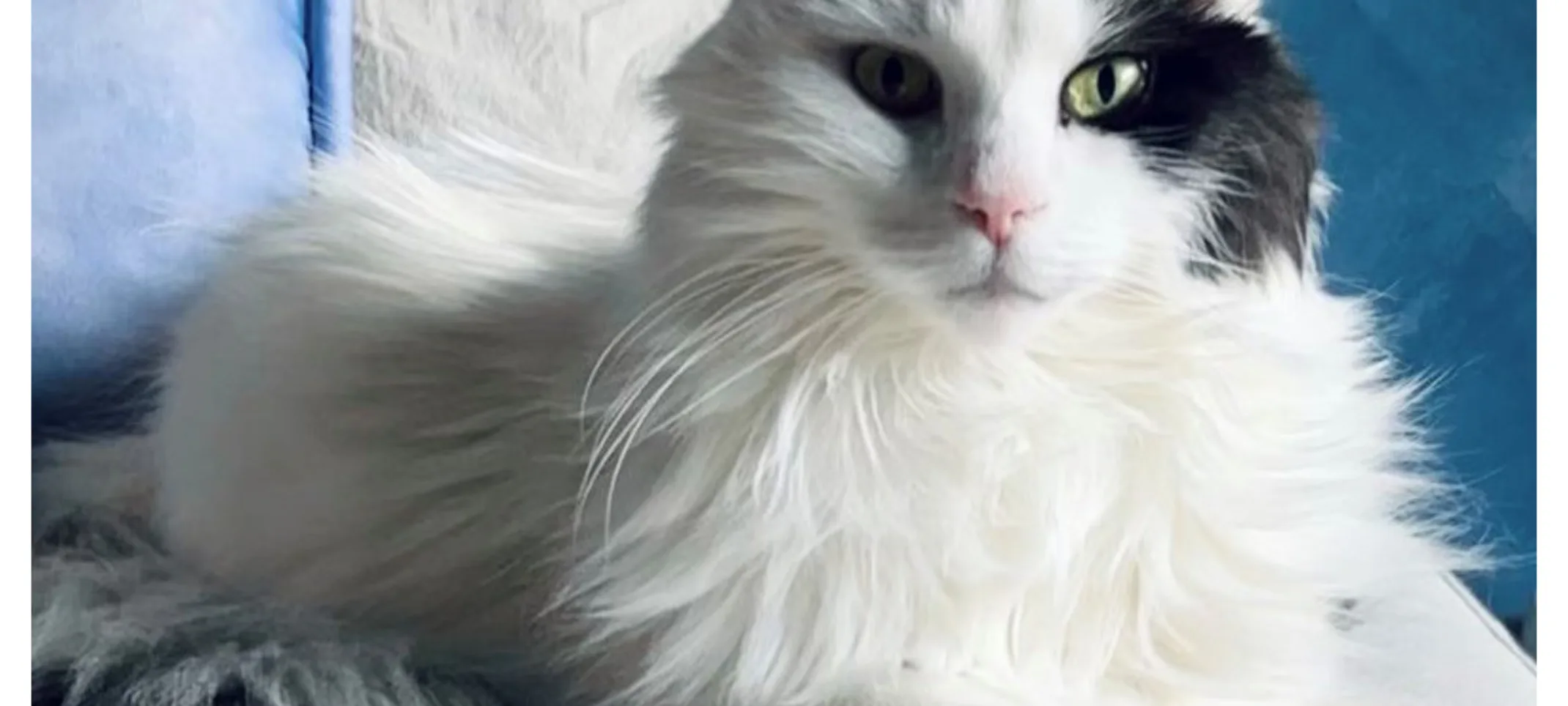 Black and white cat with green eyes, Possum Black and white cat with green eyes, Possum
