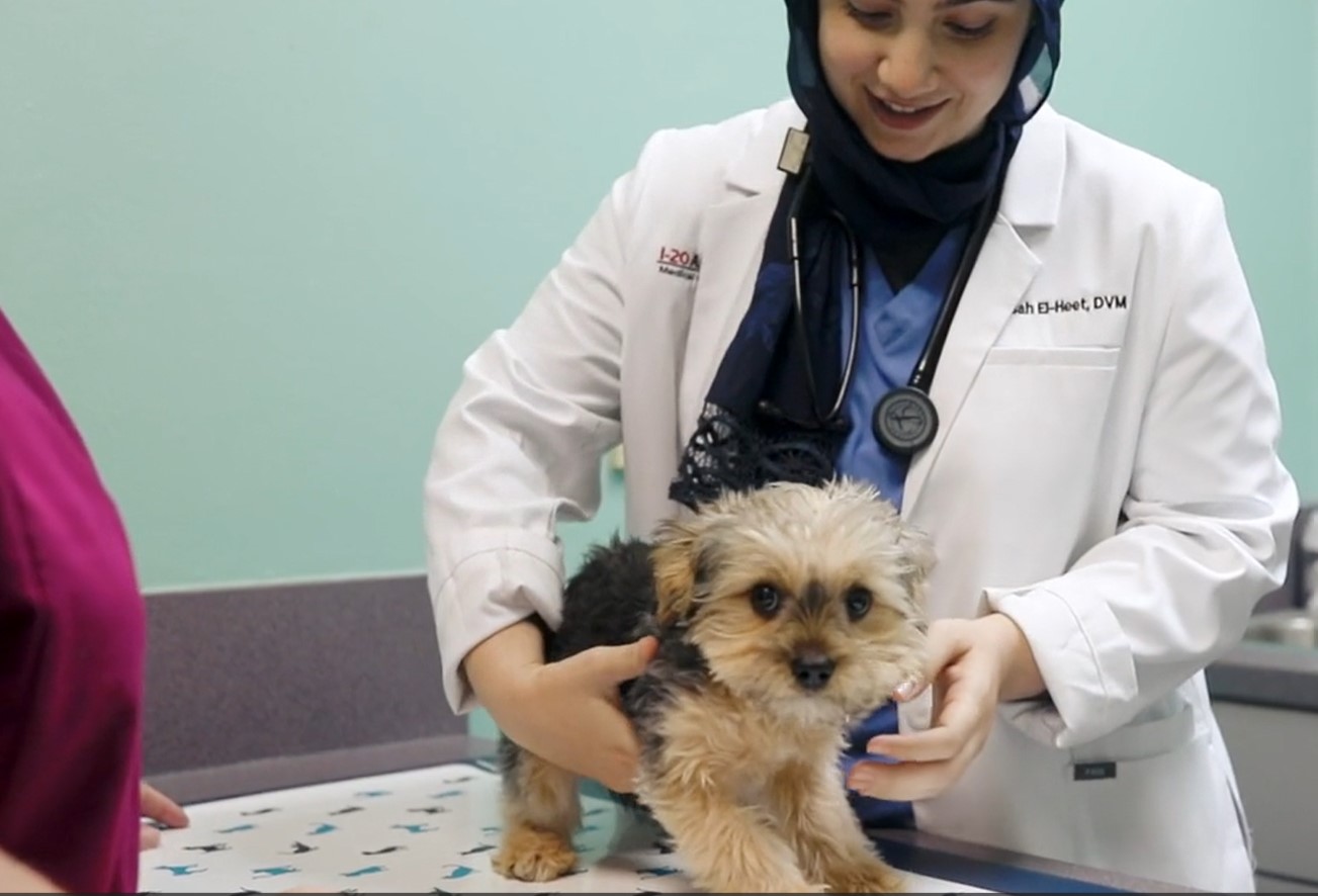 Veterinarian and Tech examining small puppy