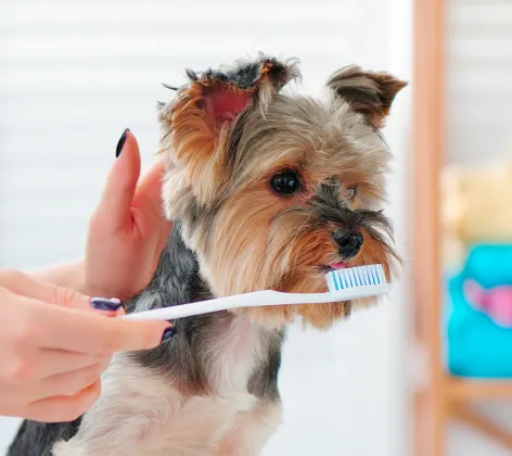 Dog brushing teeth with owner
