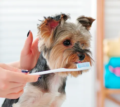 Dog brushing teeth with owner Dog brushing teeth with owner