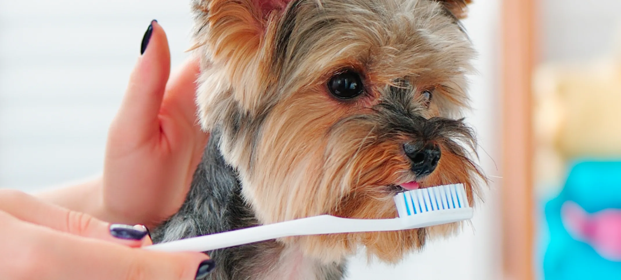 Dog brushing teeth with owner Dog brushing teeth with owner