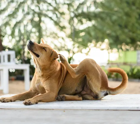 Dog Scratching His Ear