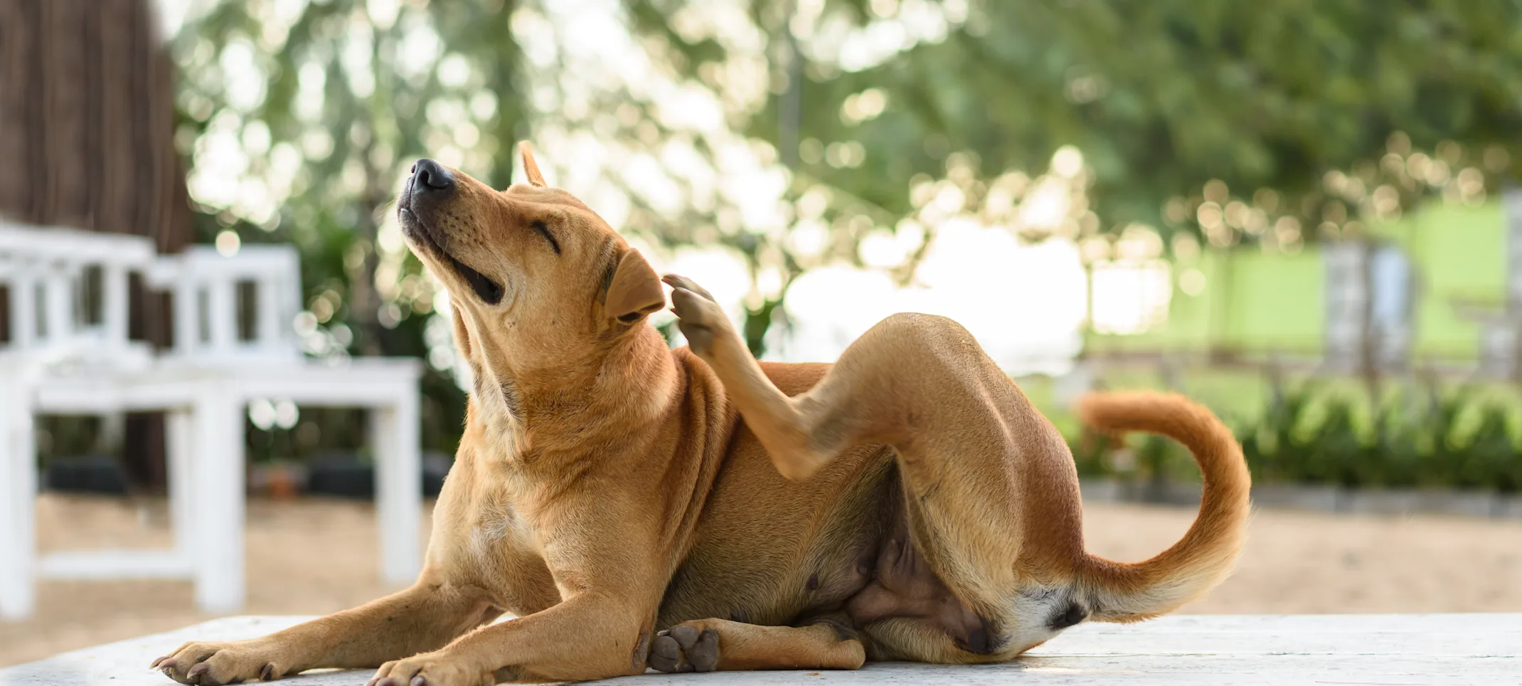 Dog Scratching His Ear Dog Scratching His Ear