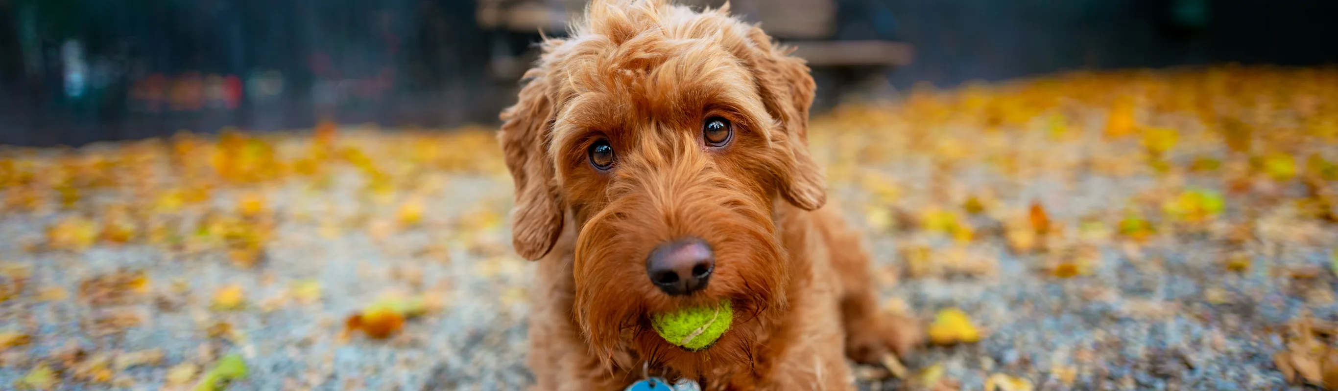 Dog with a ball in its mouth Dog with a ball in its mouth