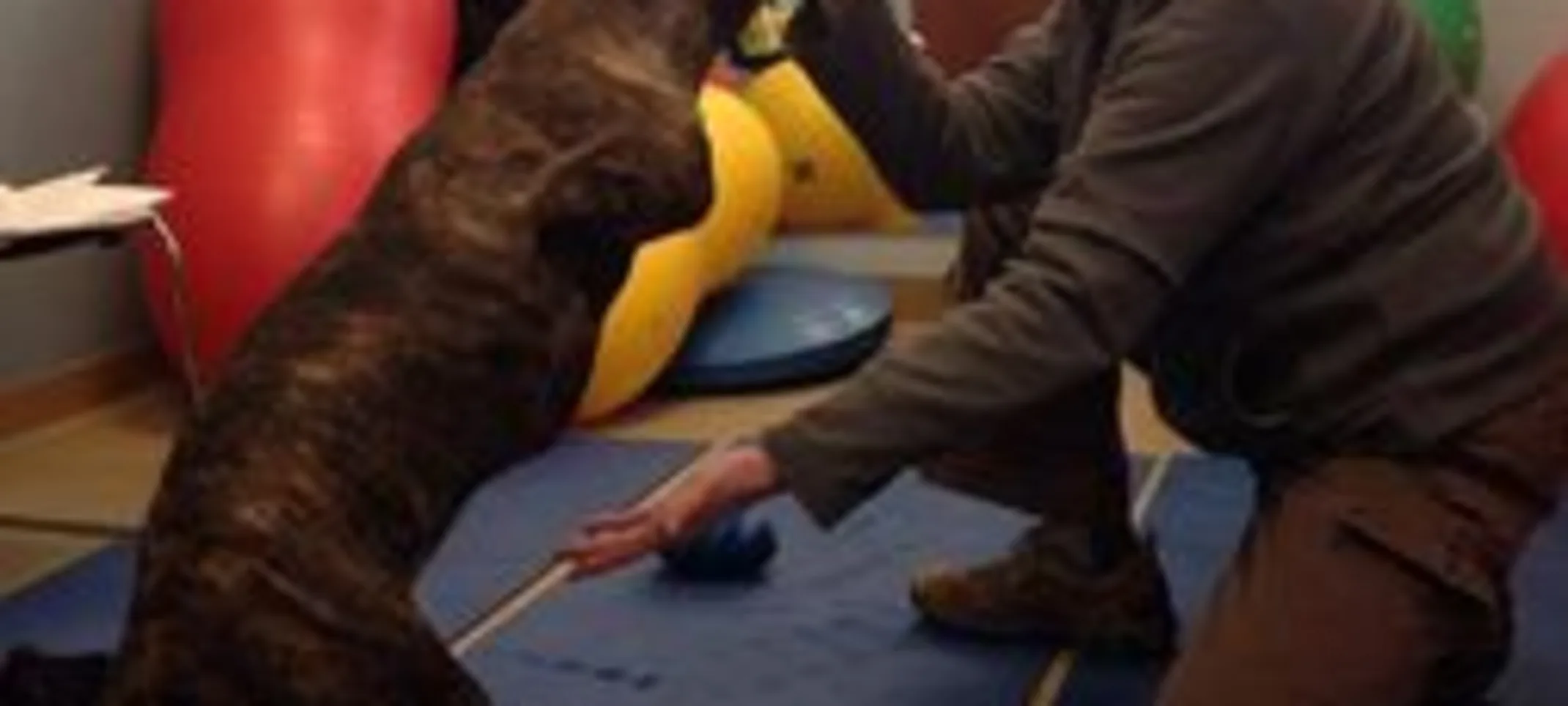 doctor and dog performing therapeutic exercise doctor and dog performing therapeutic exercise