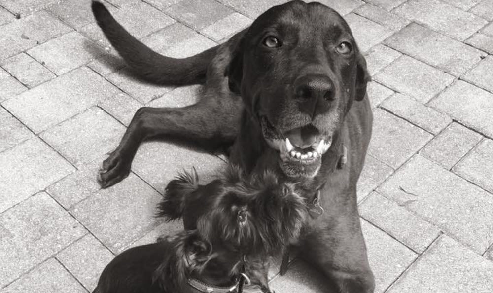 2 dogs smiling and sitting on tile floor while looking up.