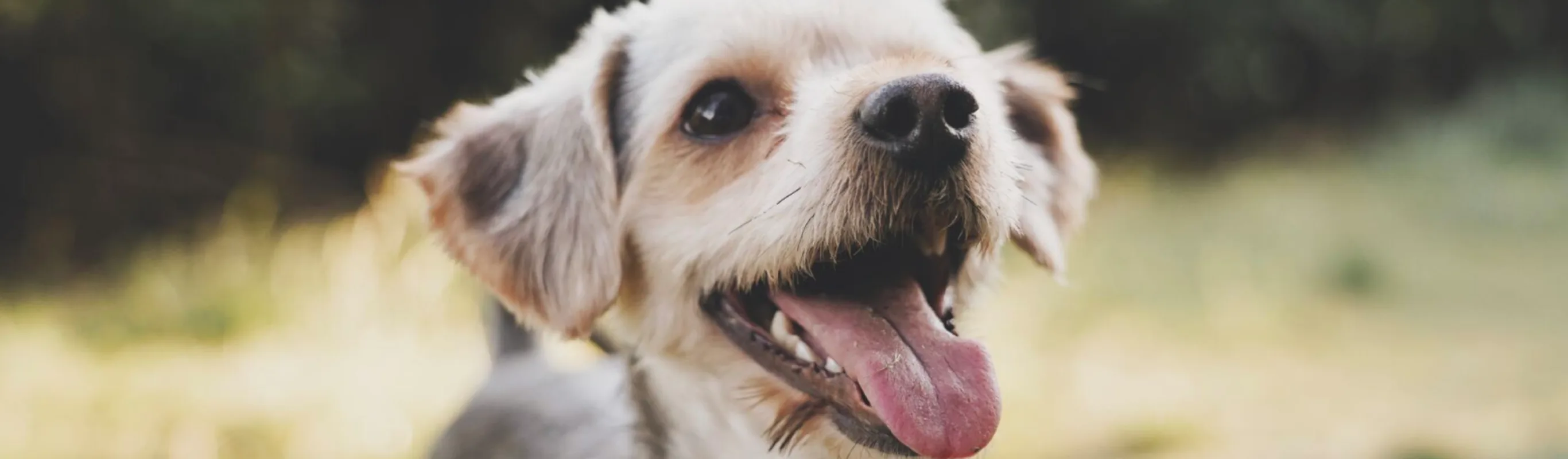 Dog smiling Dog smiling