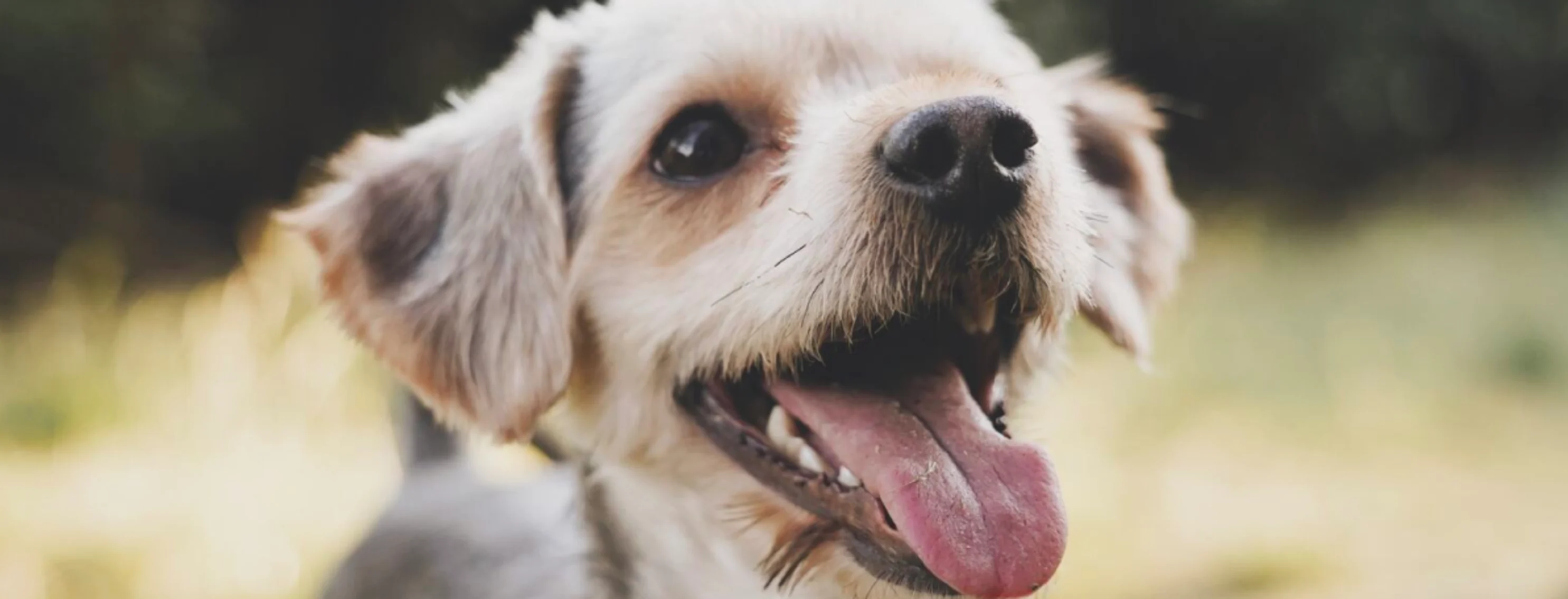 Dog smiling Dog smiling