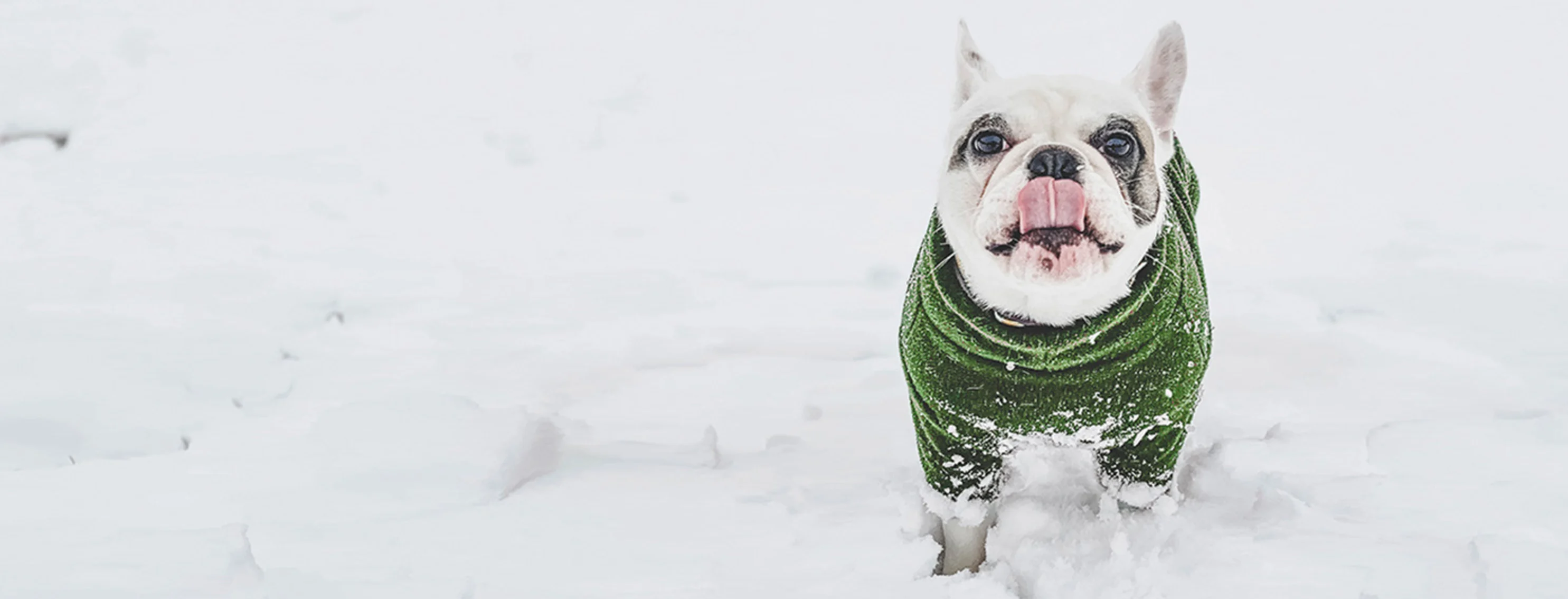 White dog in sweater standing in snow White dog in sweater standing in snow