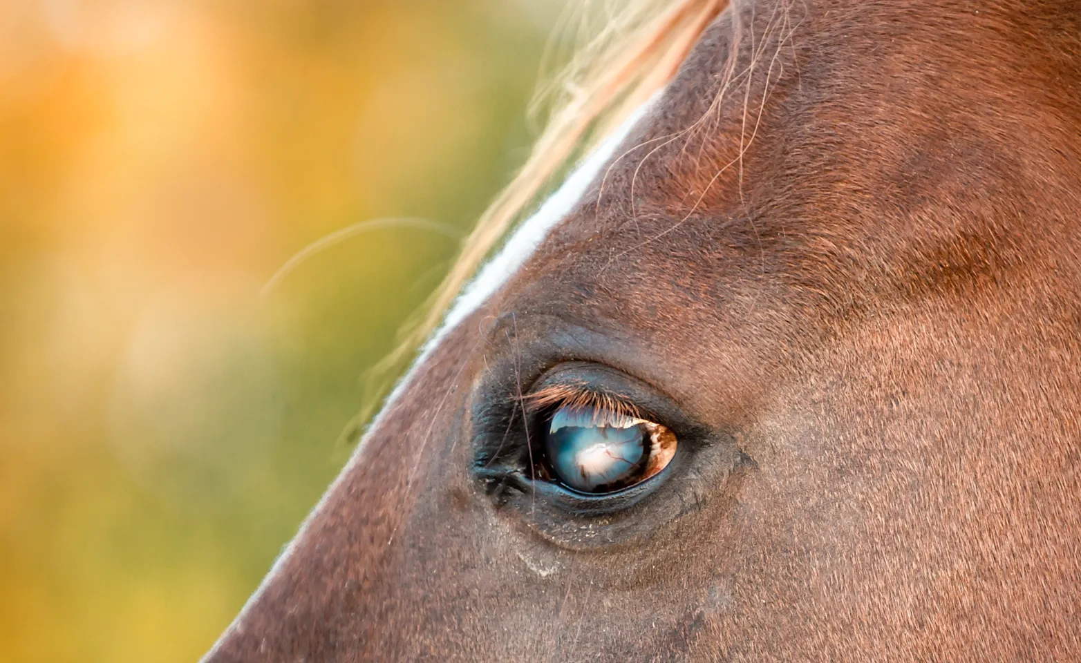 Close up of a blind horse Close up of a blind horse