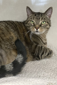 Close Up of Brown Cat with Green Eyes