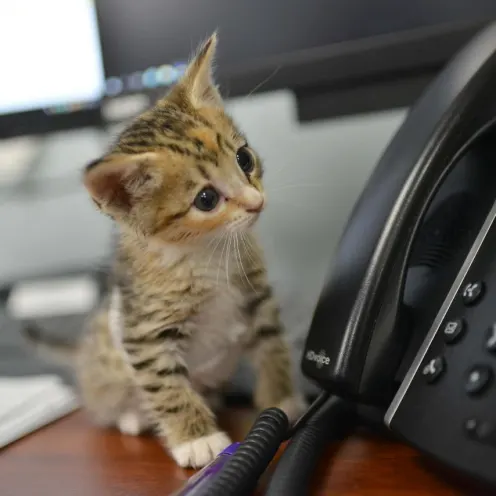Tiny kitten by the phone at Animal Medical Center of Hattiesburg,