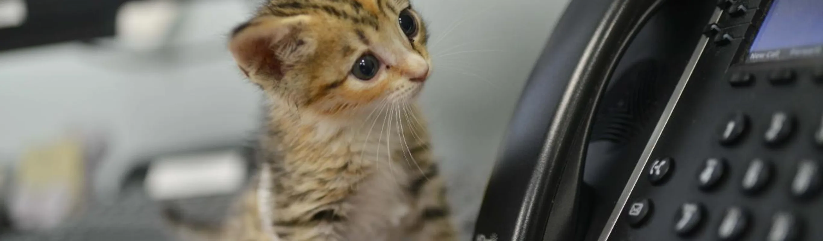 Tiny kitten by the phone at Animal Medical Center of Hattiesburg, Tiny kitten by the phone at Animal Medical Center of Hattiesburg,