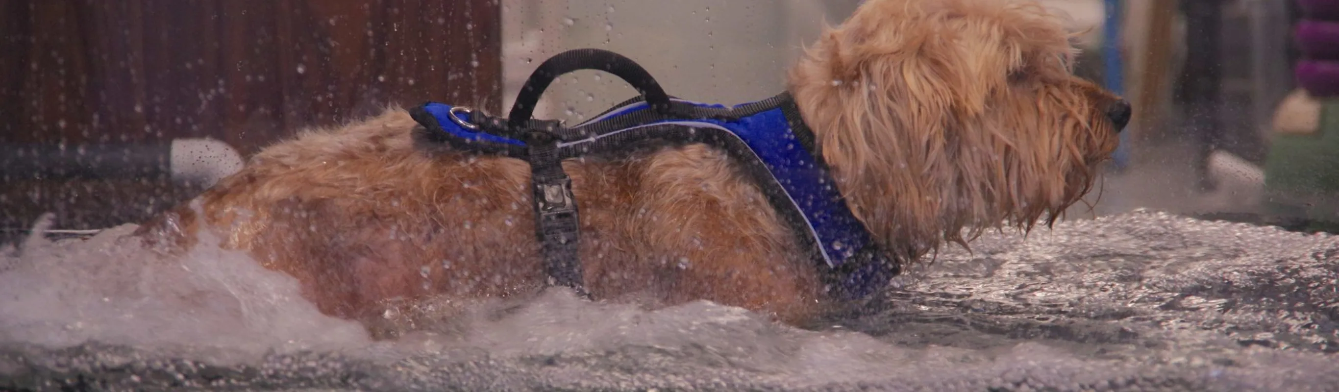 Dog in a vest using an underwater treadmill Dog in a vest using an underwater treadmill