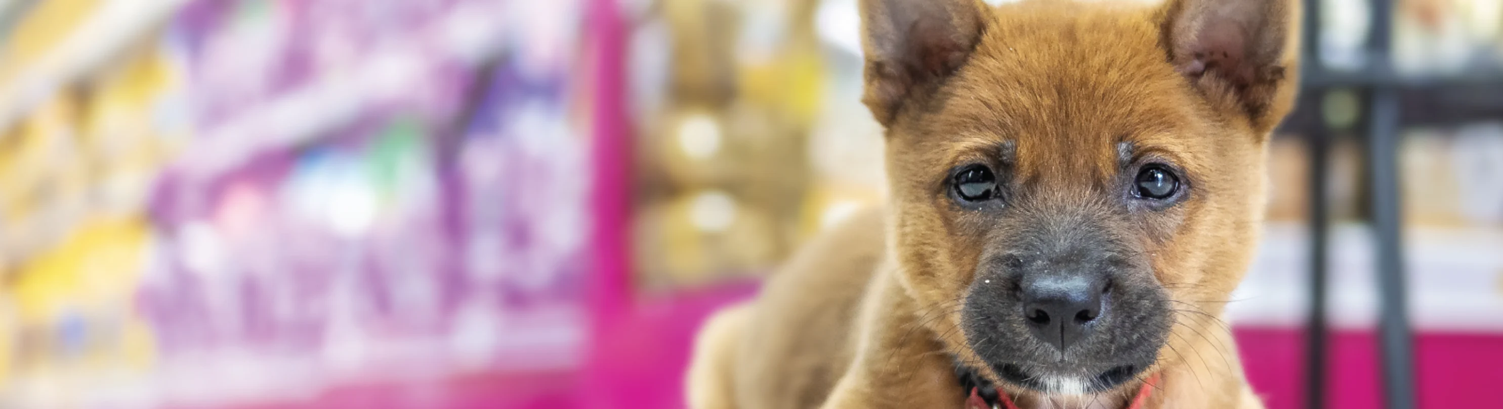 A small brown dog staring at the camera and sitting in a store