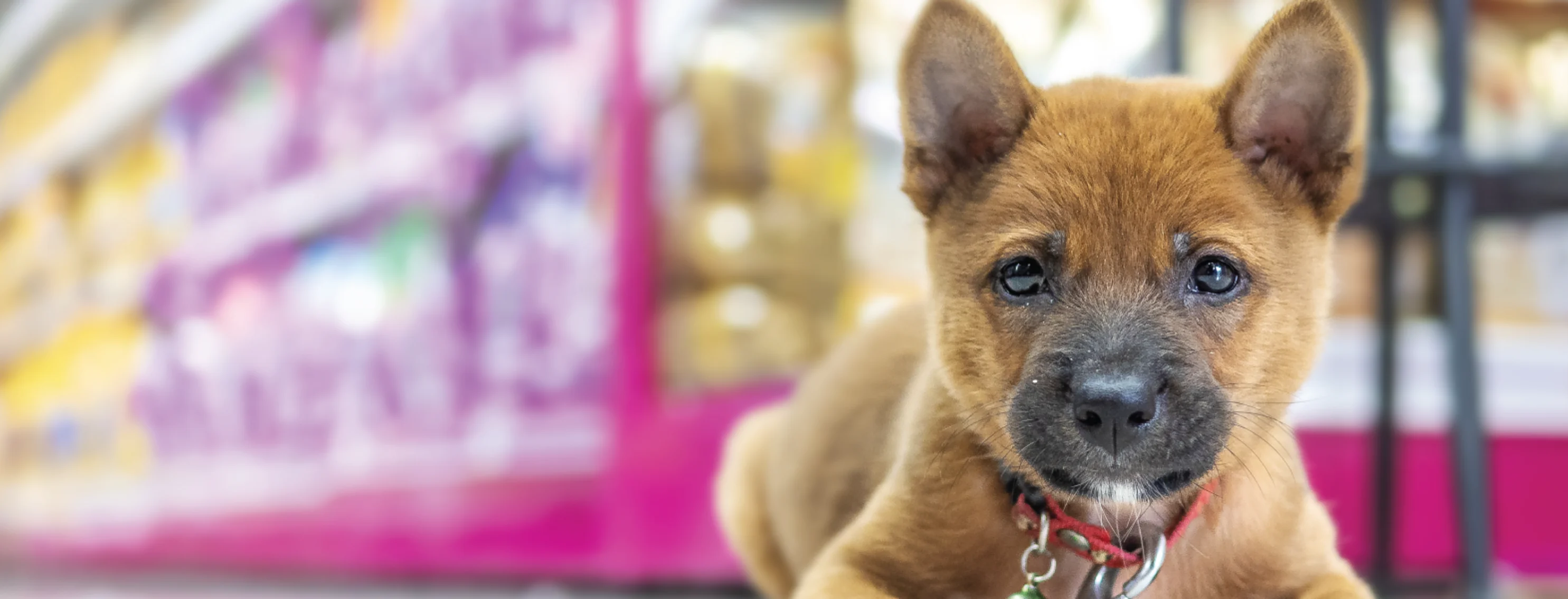 A small brown dog staring at the camera and sitting in a store