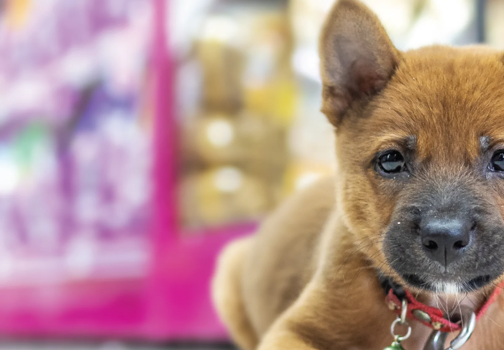 A small brown dog staring at the camera and sitting in a store