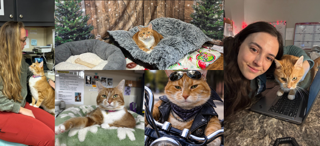 Clementine (Cat) Collage