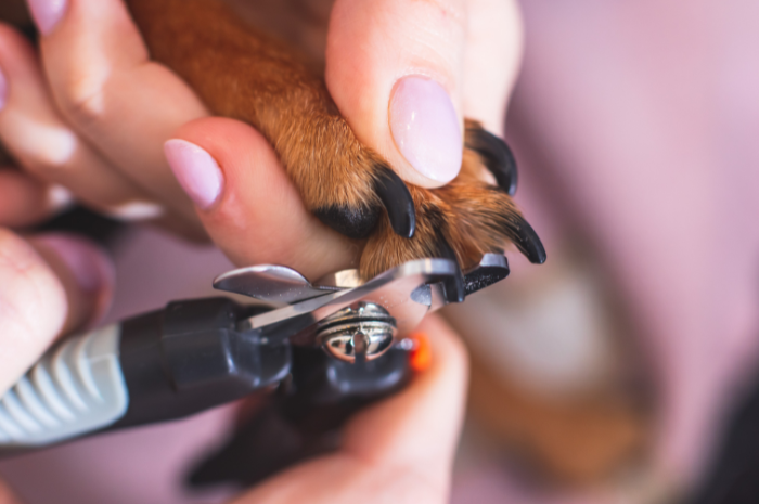 A close up of dog nails being trimmed.