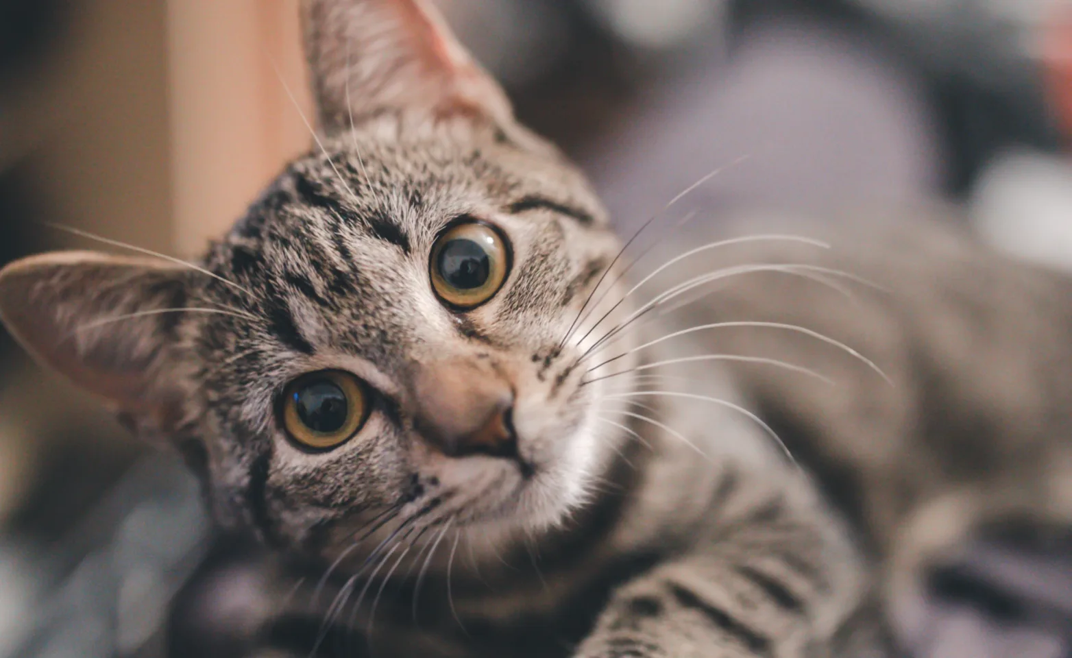 Cat looking into the camera Cat looking into the camera