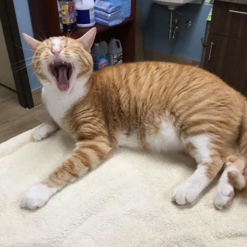 Yawning Kiko