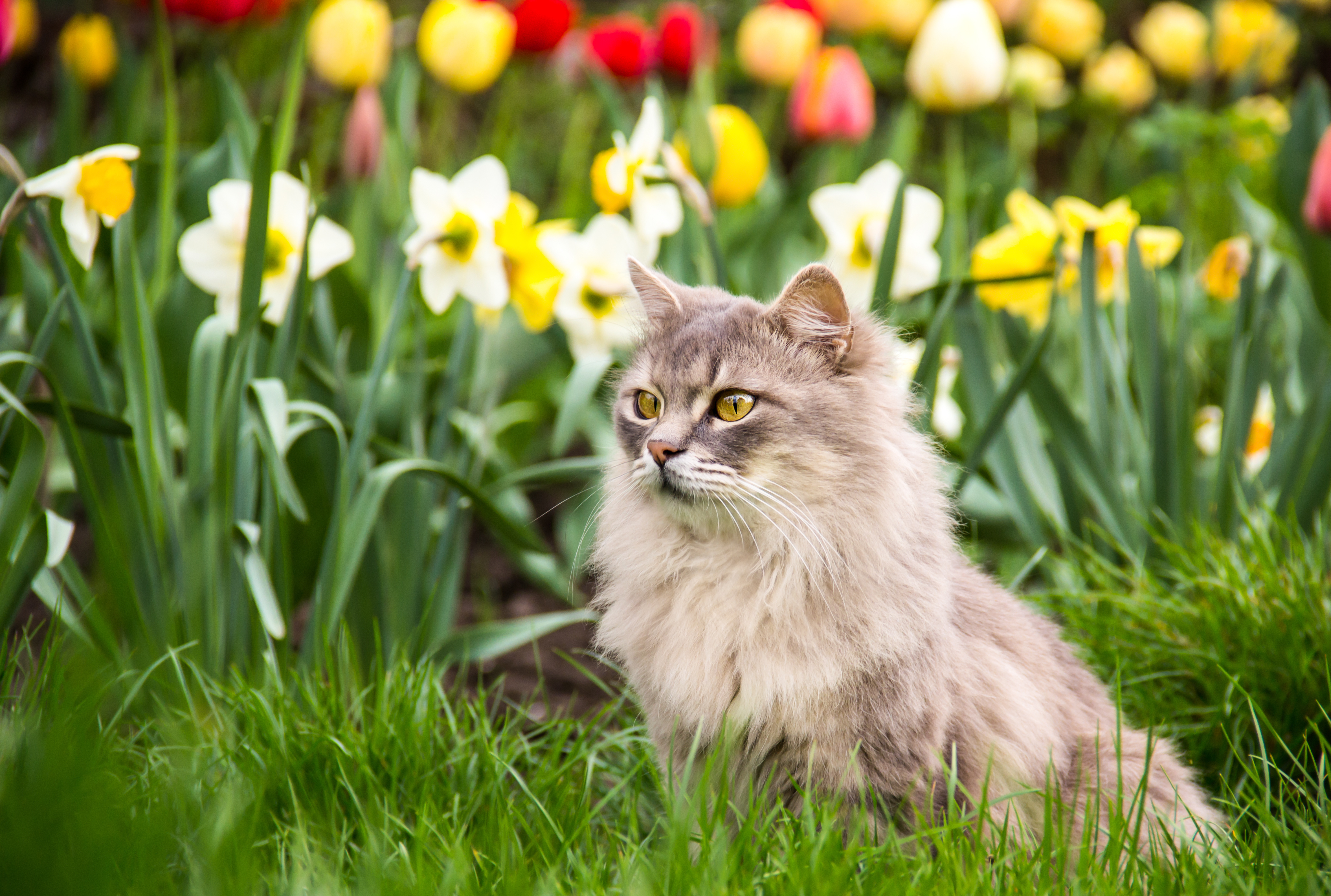 Springtime 2025 pet supplements