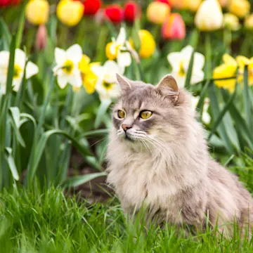 cat in a field of flowers