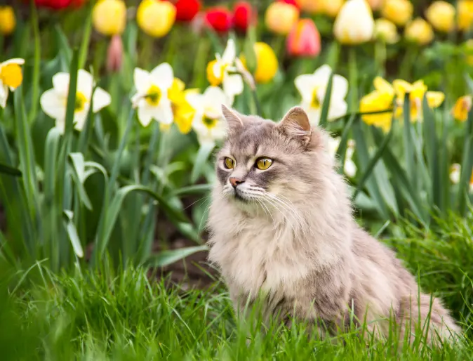 cat in a field of flowers