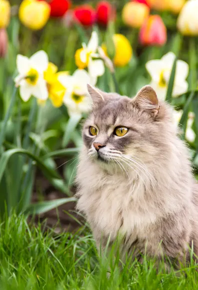 cat in a field of flowers