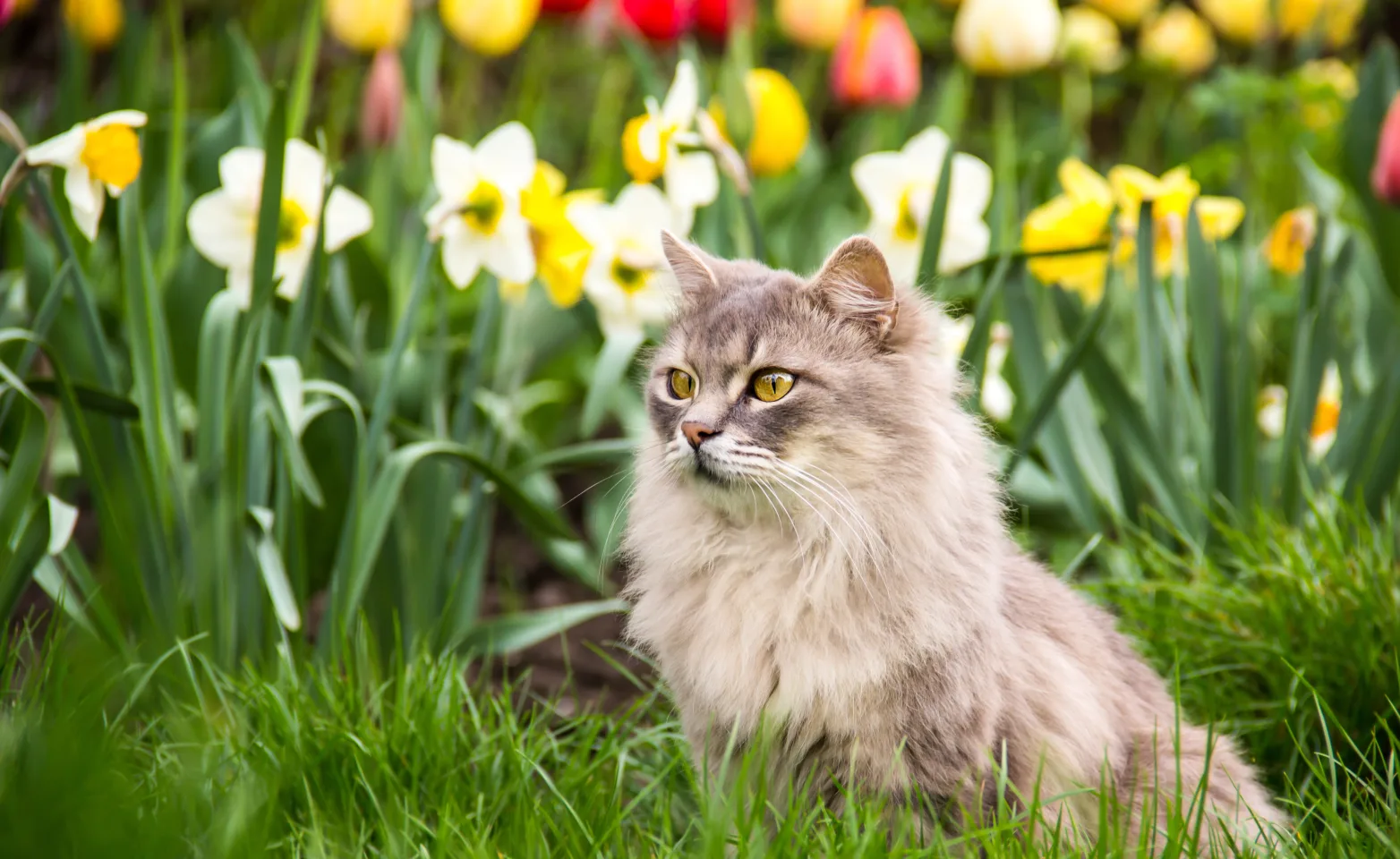 cat in a field of flowers