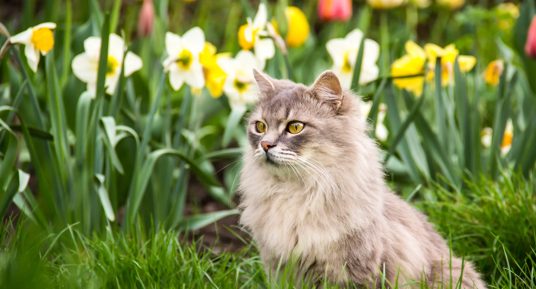 cat in a field of flowers