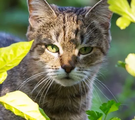 Cat standing amongst tall broadleaf plants Cat standing amongst tall broadleaf plants