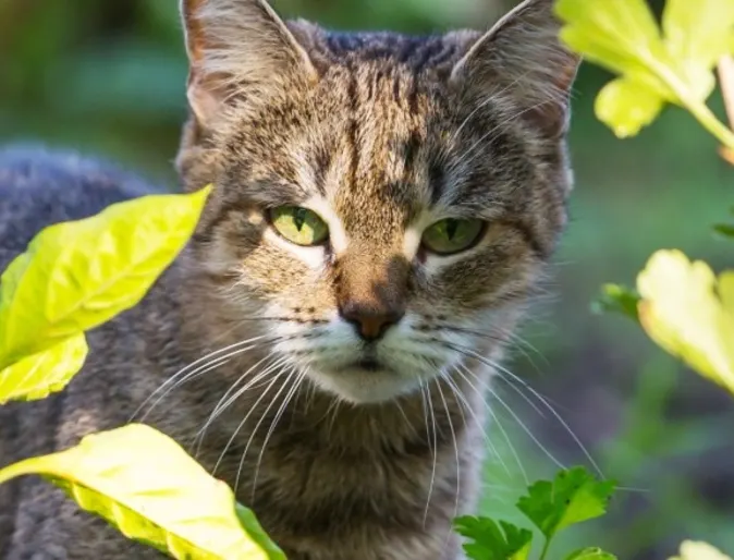 Cat standing amongst tall broadleaf plants