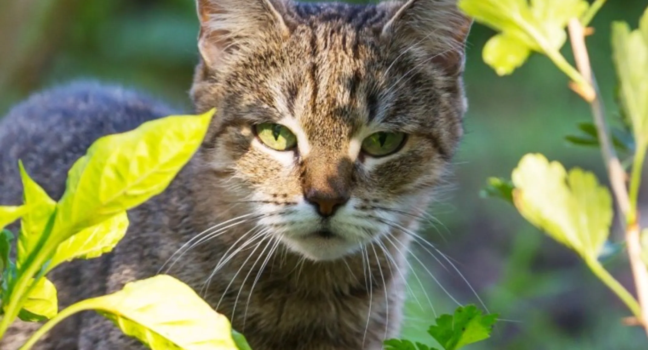 Cat standing amongst tall broadleaf plants Cat standing amongst tall broadleaf plants