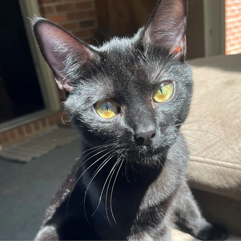 Turnip Green Turnip Green