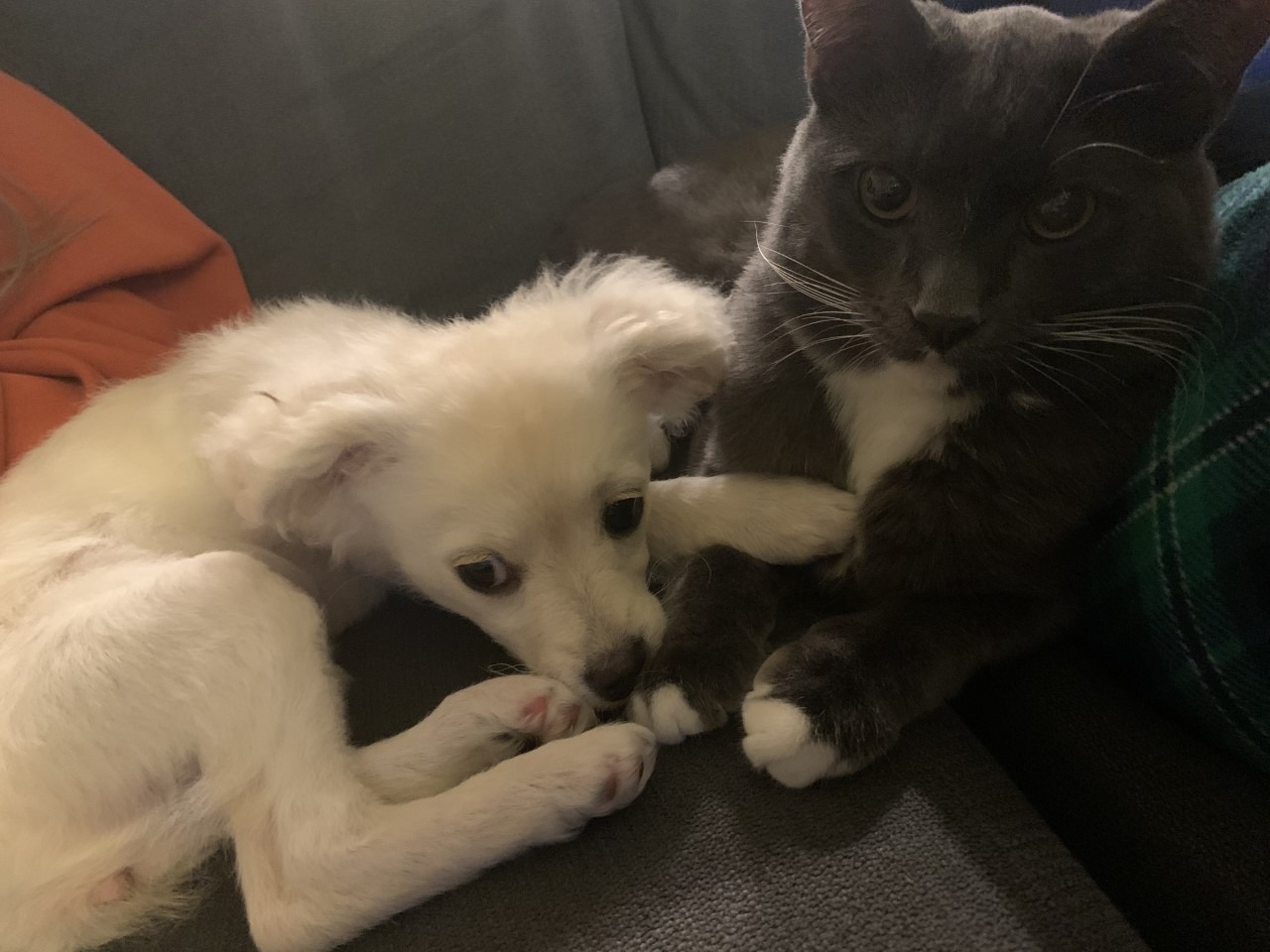  Dog and cat are holding hands