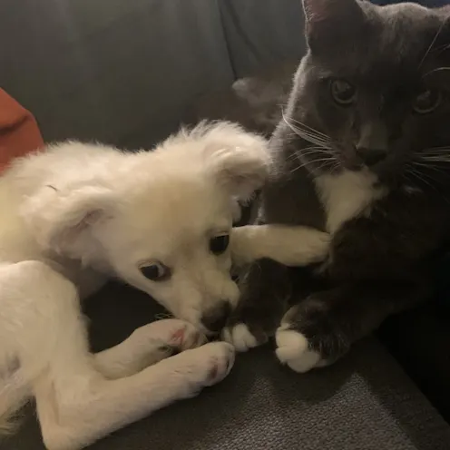 Dog and cat are holding hands Dog and cat are holding hands