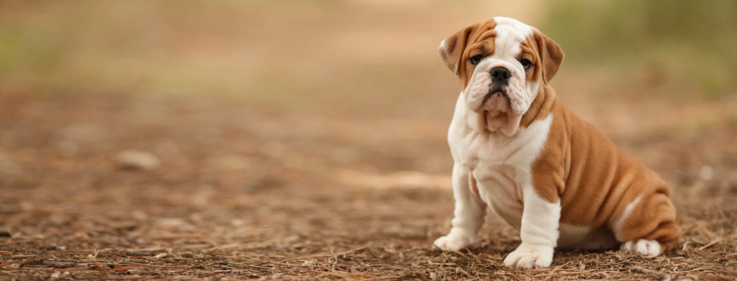A Bulldog Sitting in the Woods A Bulldog Sitting in the Woods